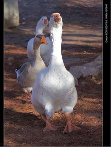 鸭王高清在线观看,揭秘网络影视的视听盛宴  第1张